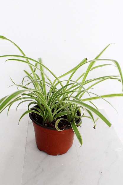 Reverse Variegated Spider Plant Chlorophytum Spider Indoor Plant Retro Indoor House Plant 4 inch Tropical White Leaf Garden Hanging Plant