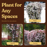 Large Pink Jasmine Vine - Fragrant Jasminum Polyanthum Starter Plant
