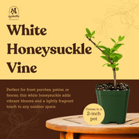 White Honeysuckle Vine – Fragrant Climbing Plant for Garden & Trellis