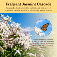 Pink Jasmine Vine - Fragrant Jasminum Polyanthum Starter Plant