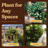 White Honeysuckle Vine – Fragrant Climbing Plant for Garden & Trellis