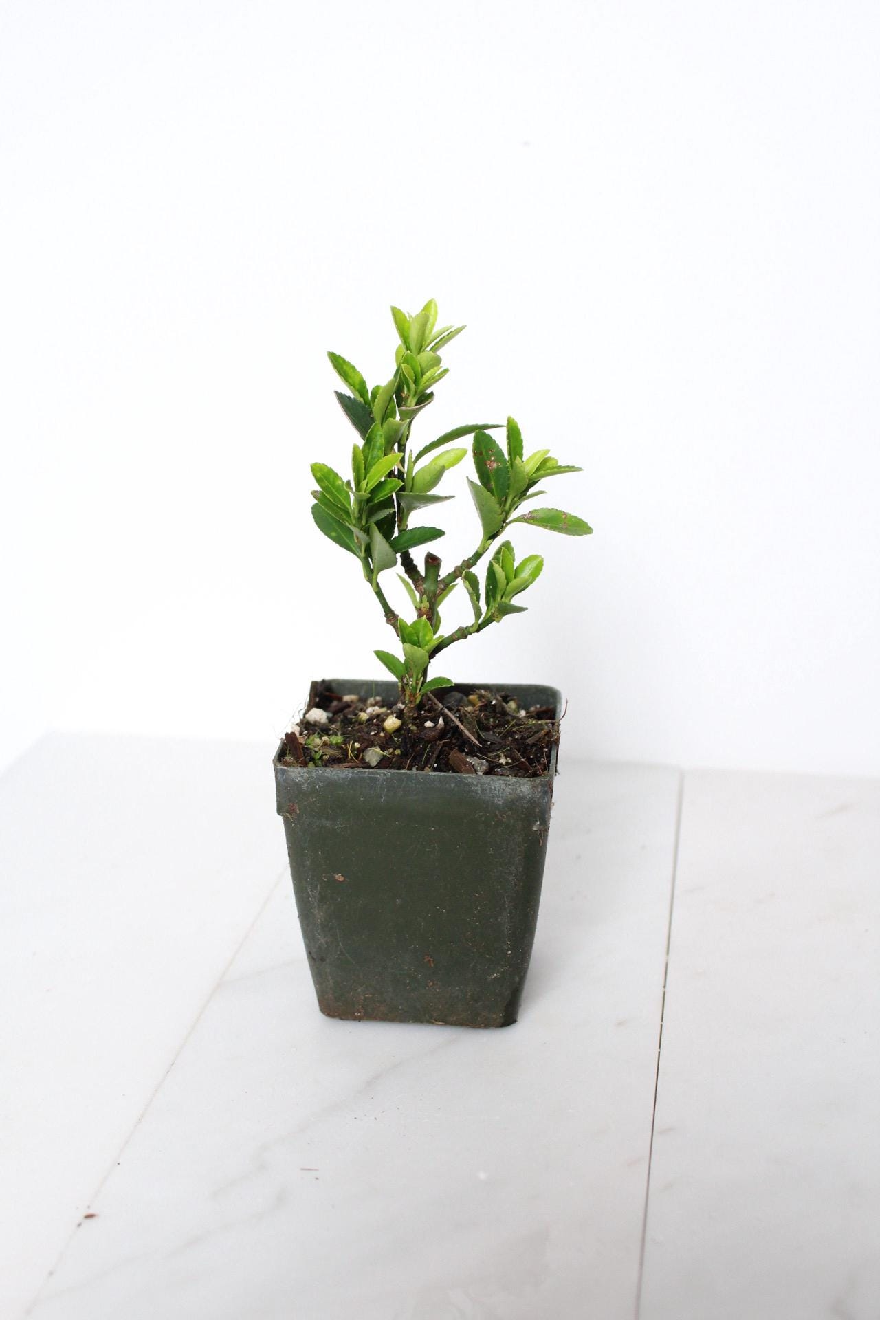 Bonsai Starter Plant Beginner Friendly Kit Compact Size Container Growing Set Oriental Beauty Indoor Garden Collection Easy Care Instructions Complete Package Perfect Home Decor First Time Plant Parent Essential Growing Guide Beautiful