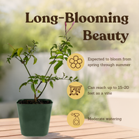 Pink Jasmine Vine - Fragrant Jasminum Polyanthum Starter Plant