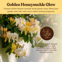 White Honeysuckle Vine – Fragrant Climbing Plant for Garden & Trellis