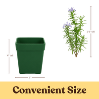 Mini Purple Flower Rosemary Plant Starter - Outdoor Herb Garden