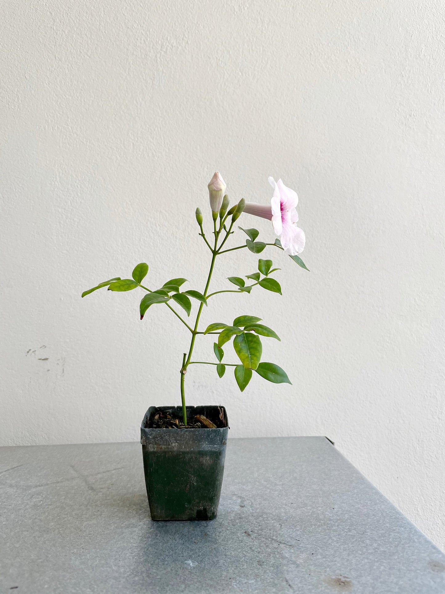 Pink Bower Vine Plant Garden Climbing Vine Pink Flower Ornamental Perennial Plant Pink Pandorea Jasminoides Pink Floral Vine Outdoor Decor