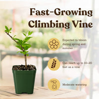 White Honeysuckle Vine – Fragrant Climbing Plant for Garden & Trellis