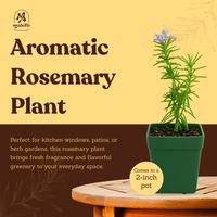 Mini Purple Flower Rosemary Plant Starter - Outdoor Herb Garden