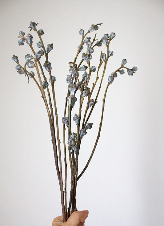 Dried Eucalyptus Branches Natural Botanical Display Long Accent Pieces Farmhouse Style Home Decor Gray White Color Wedding Arrangement Tall Vase Filler Rustic Design Statement Large Scale Display Beautiful Natural Elements Premium Quality