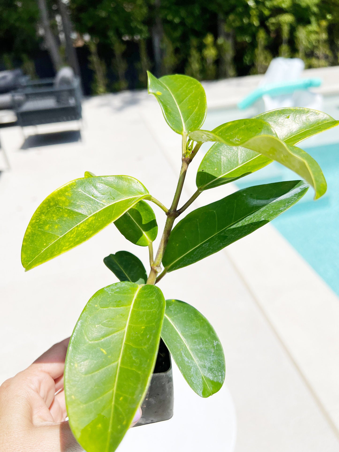 Stephanotis Floribundas Madagascar Jasmine Vine Outdoor Plant White Flower Plant Starter Lei Fragrant Flower Jasmine Houseplant Live Plant