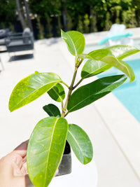 Stephanotis Floribundas Madagascar Jasmine Vine Outdoor Plant White Flower Plant Starter Lei Fragrant Flower Jasmine Houseplant Live Plant