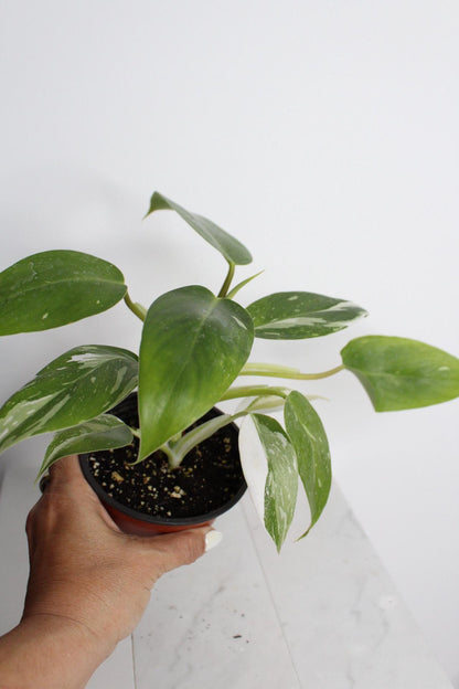 Easy Care Plant Bundle White Princess Philodendron Starter Beautiful Variegated Pink White Leaves Perfect Size Specimen Four Inch Pot Rooted Plant Collection Tropical Indoor Beauty Home Office Decor Essential Growing Guide New Grower