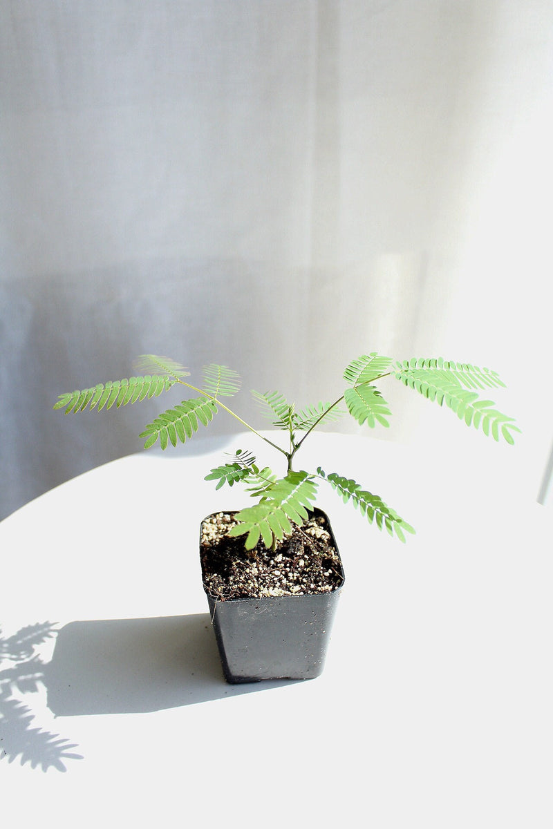 Pink Flower Persian Mimosa Silk Tree Starter Plant Albizia Julibrissin Starter Plant Shrub Pink Floral Live Plant Landscape Outdoor Garden