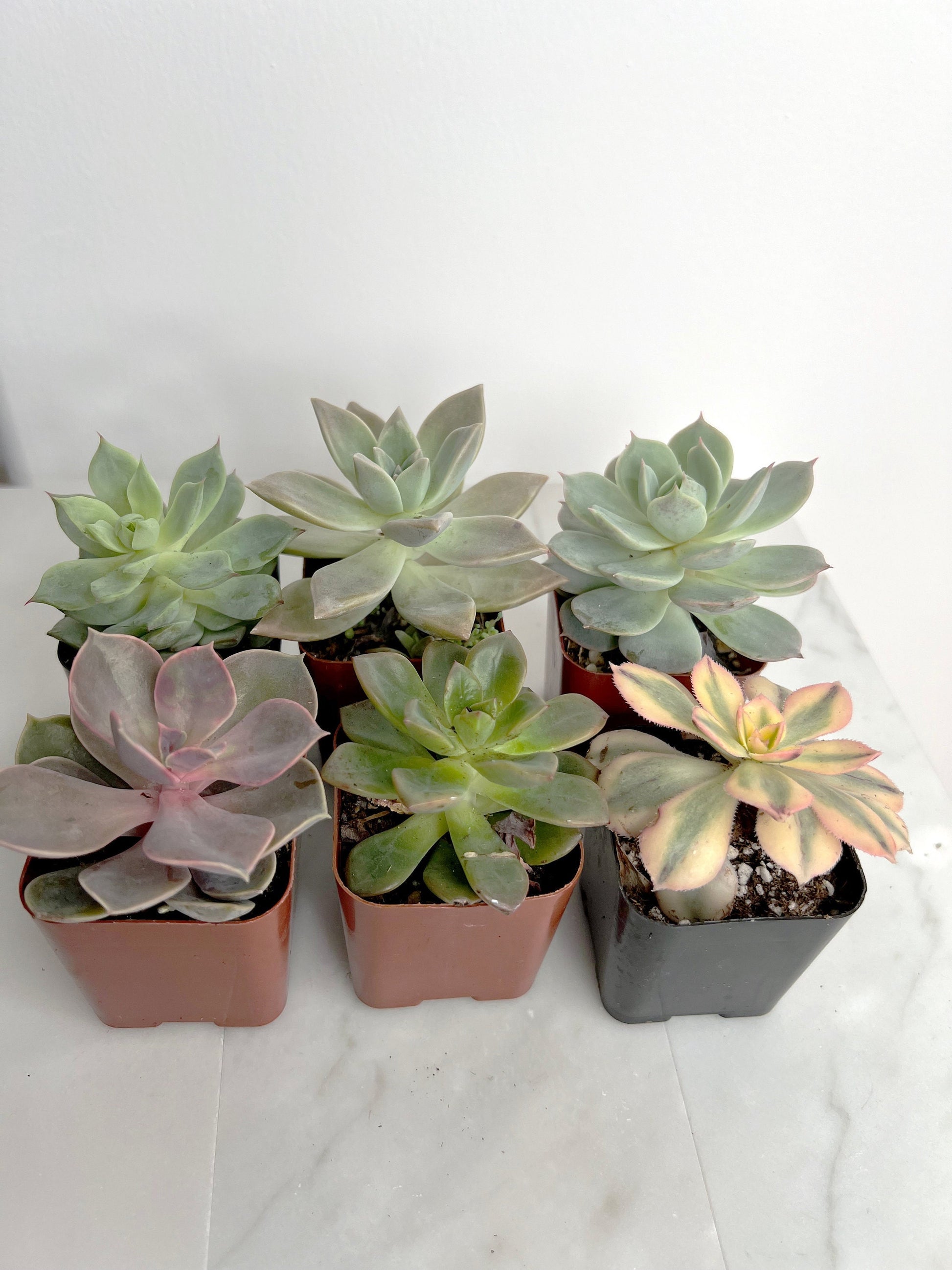 6 Pack Assorted Succulent Variety Pack Assorted 2 inch Potted Succulents Shower Party Favors Wedding Succulent Arrangement House Plant Start