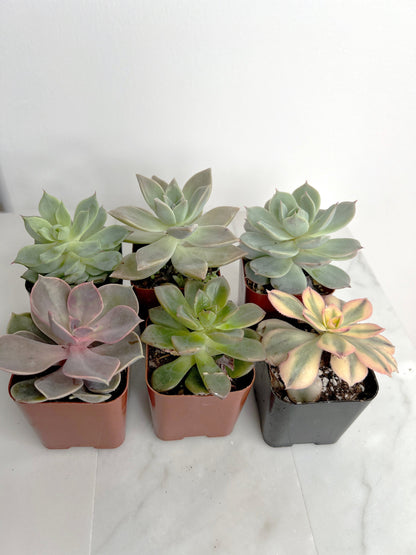 6 Pack Assorted Succulent Variety Pack Assorted 2 inch Potted Succulents Shower Party Favors Wedding Succulent Arrangement House Plant Start