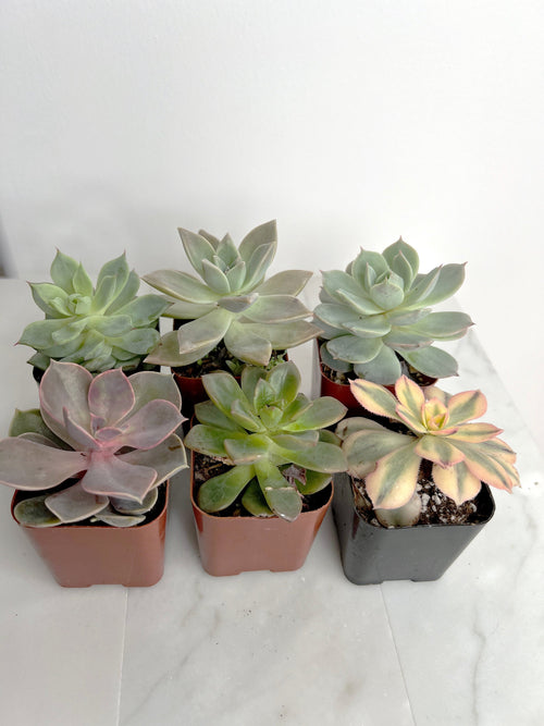 6 Pack Assorted Succulent Variety Pack Assorted 2 inch Potted Succulents Shower Party Favors Wedding Succulent Arrangement House Plant Start