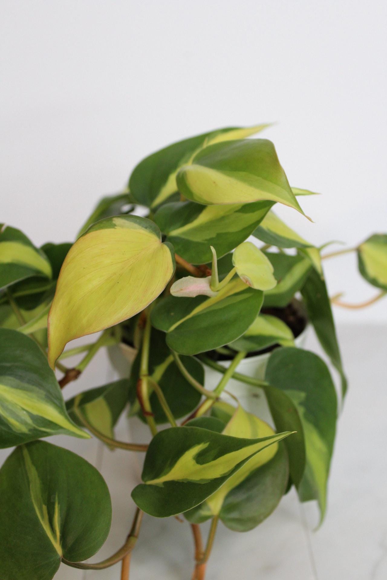 Live Indoor Philodendron Cordatum 'Brasil'  Heart Leaf Vine Plant Gift for Office Plant Lover Tropical Foliage Easy Care Plant Gift Friend