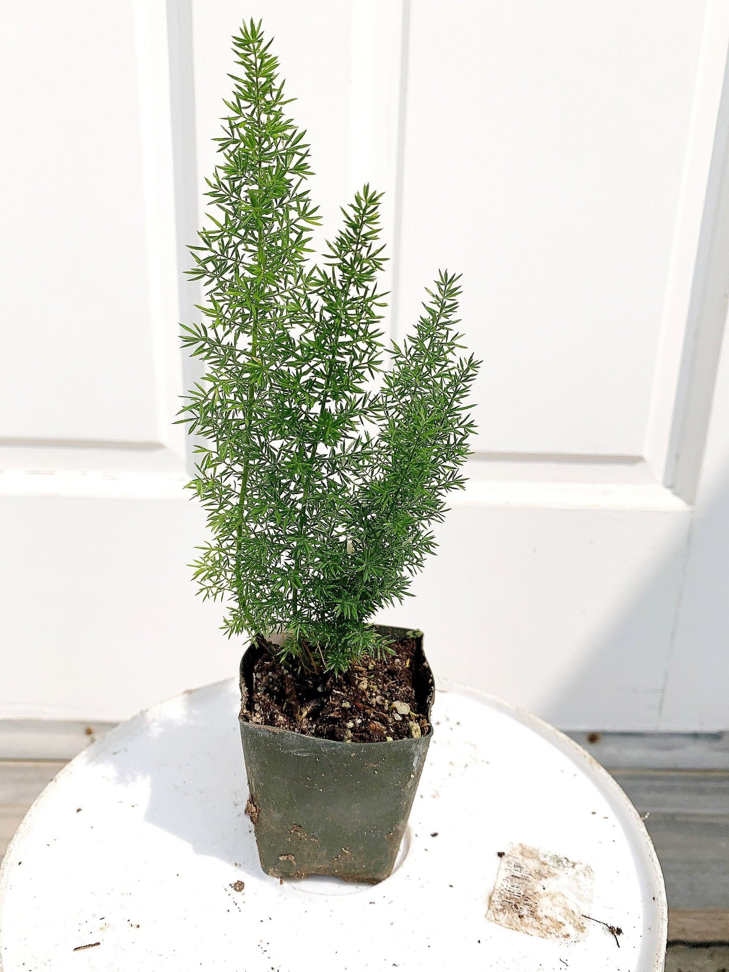 Mini Foxtail Asparagus Meyer Fern Foxtail Fern Starter Plant Asparagus densiflorus Myers Outdoor Perennial Evergreen Plant Landscape Garden