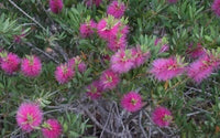 Purple Bottlebrush Starter Plant Callistemon Citrinus Jeffersii Starter Plant Shrub Pink Floral Live Plant Landscape Outdoor Garden Plant