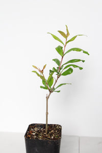 Wonderful Pomegranate – Edible Fruit Starter Plant