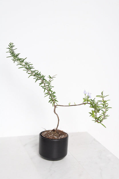 Culinary Herb Plant Small Rosemary Bonsai Collection Black Pot Garden Essential Window Display Accent Fresh Growing Collection Kitchen Decor Gift Cascading Green Foliage Beautiful Indoor Plant Trailing Variety Home Accent