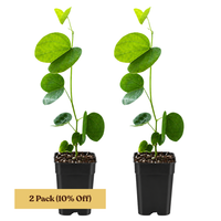 Orchid Tree – Flowering Garden Starter Tree