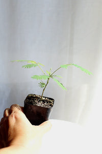 Pink Flower Persian Mimosa Silk Tree Starter Plant Albizia Julibrissin Starter Plant Shrub Pink Floral Live Plant Landscape Outdoor Garden