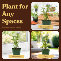 Mini Purple Flower Rosemary Plant Starter - Outdoor Herb Garden