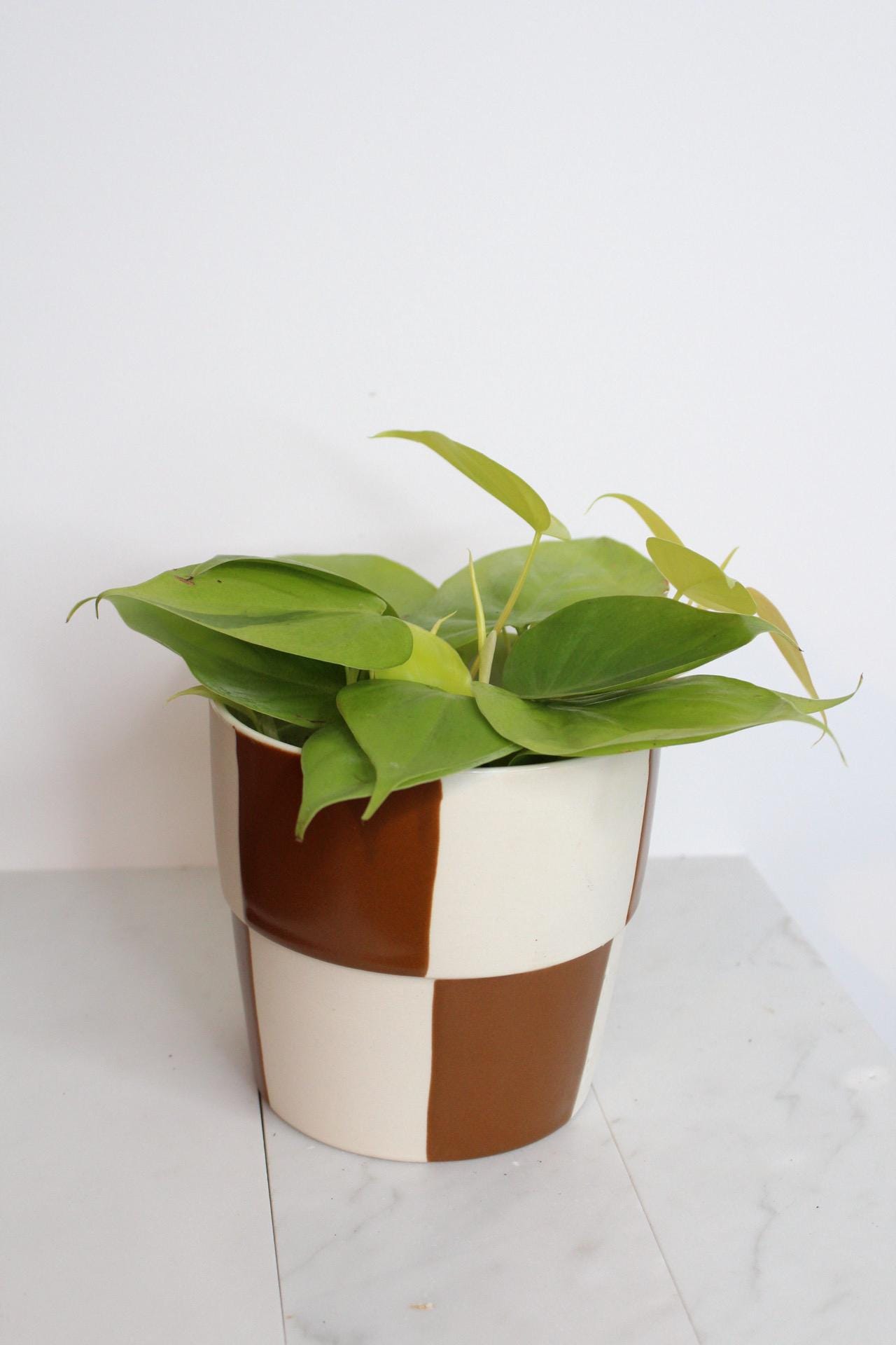 Live Indoor Philodendron Cordatum Neon Yellow Heart Leaf Vine Plant Gift for Office Plant Lover Tropical Foliage Easy Care Plant Gift Friend in checkered pot