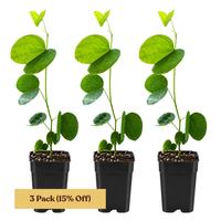 Orchid Tree – Flowering Garden Starter Tree