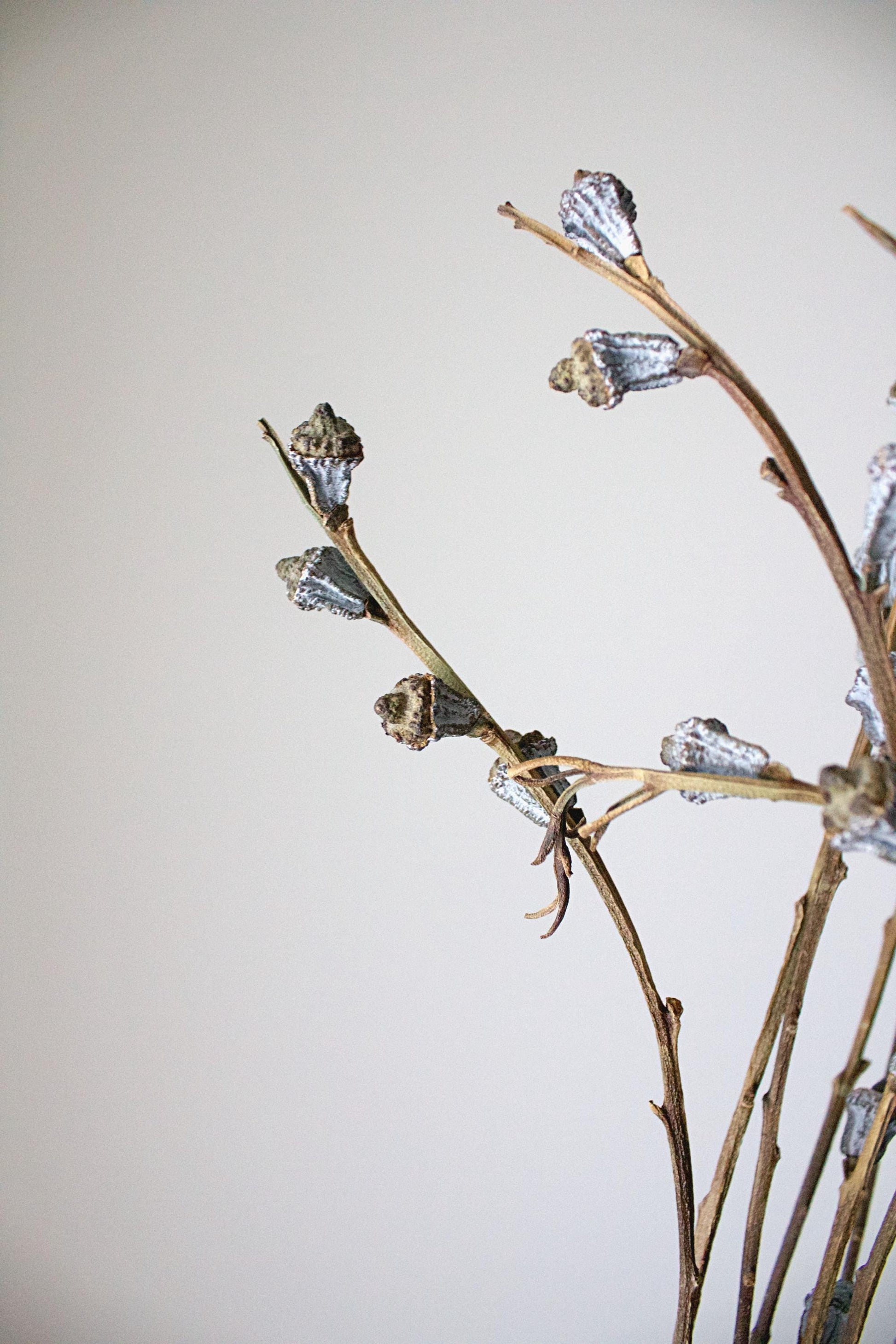 Natural Dried Branches Eucalyptus Bundle Wedding Decor Accent Pieces Tall Botanical Display Farmhouse Home Style Gray White Color Premium Quality Construction Large Scale Arrangement Beautiful Vase Filler Rustic Design Elements