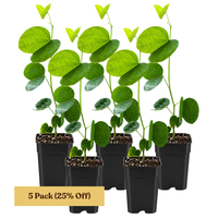 Orchid Tree – Flowering Garden Starter Tree
