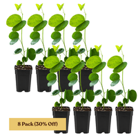 Orchid Tree – Flowering Garden Starter Tree