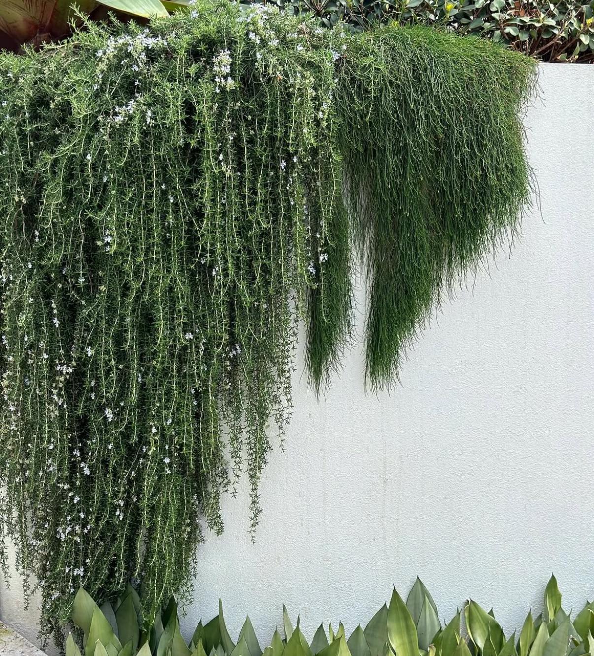 Small Rosemary Bonsai Plant Kitchen Herb Collection Black Square Pot Trailing Variety Culinary Garden Essential Fresh Cooking Ingredient Window Sill Display Cascading Green Foliage Indoor Growing Plant Home Decor Accent Beautiful Aromatic