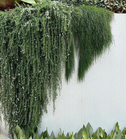 Small Rosemary Bonsai Plant Kitchen Herb Collection Black Square Pot Trailing Variety Culinary Garden Essential Fresh Cooking Ingredient Window Sill Display Cascading Green Foliage Indoor Growing Plant Home Decor Accent Beautiful Aromatic