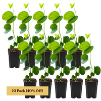 Orchid Tree – Flowering Garden Starter Tree