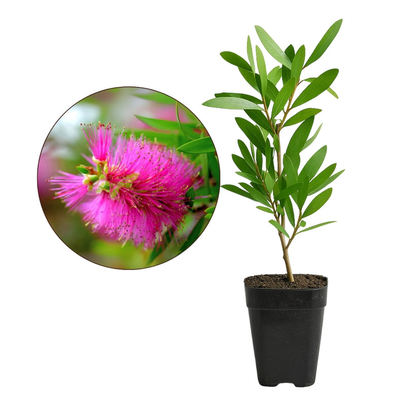 Purple Bottlebrush Starter Plant - Callistemon Citrinus