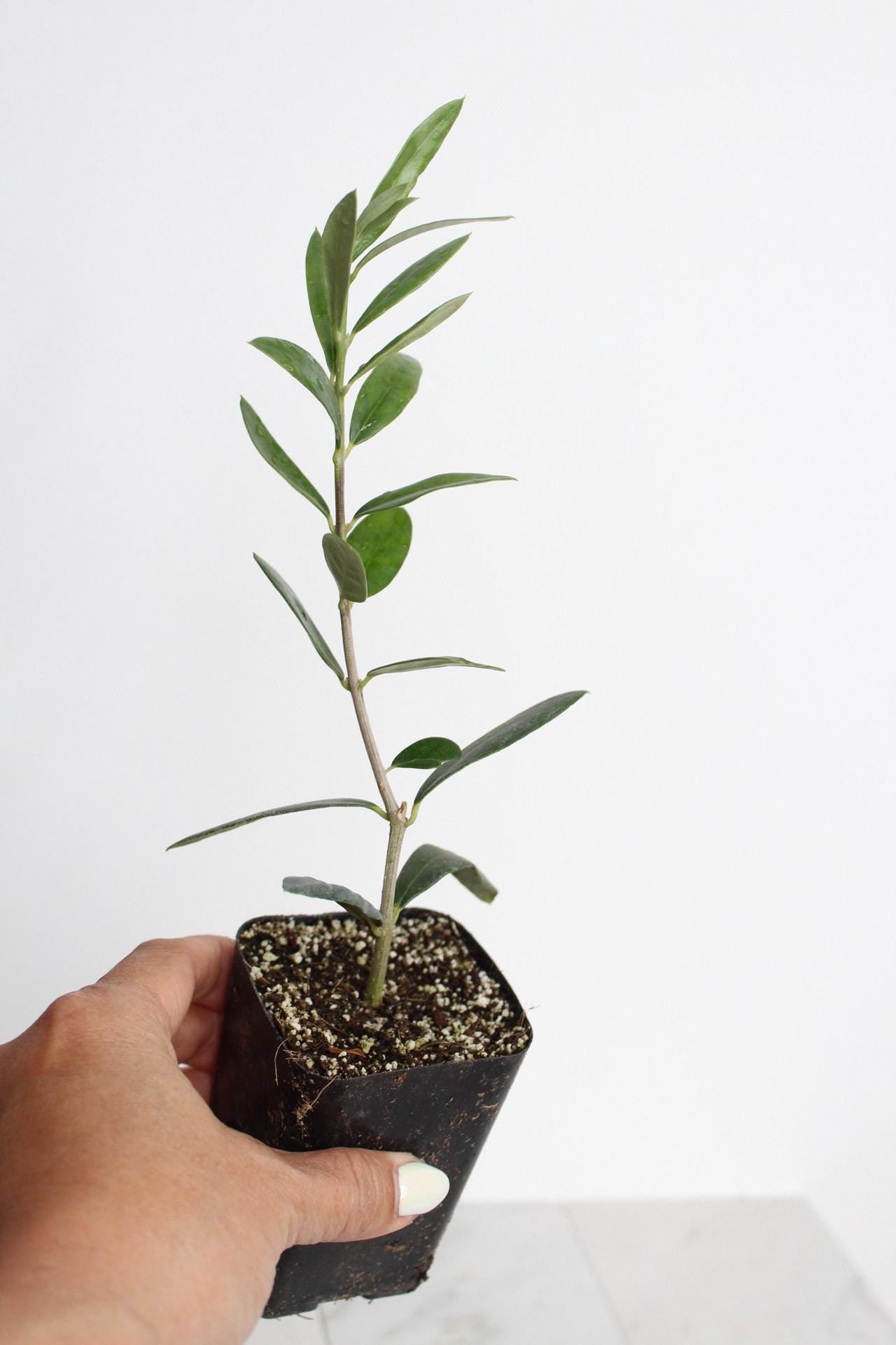 Garden Starter Gift Baby Olive Tree Mediterranean Style Plant Small Space Accent Living Present Perfect Home Decor Italian Plant Collection Dwarf Ollie Variety Stone Fruit Bearing Beauty Wedding Party Favor Green Garden Addition