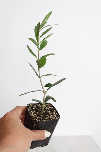 Garden Starter Gift Baby Olive Tree Mediterranean Style Plant Small Space Accent Living Present Perfect Home Decor Italian Plant Collection Dwarf Ollie Variety Stone Fruit Bearing Beauty Wedding Party Favor Green Garden Addition