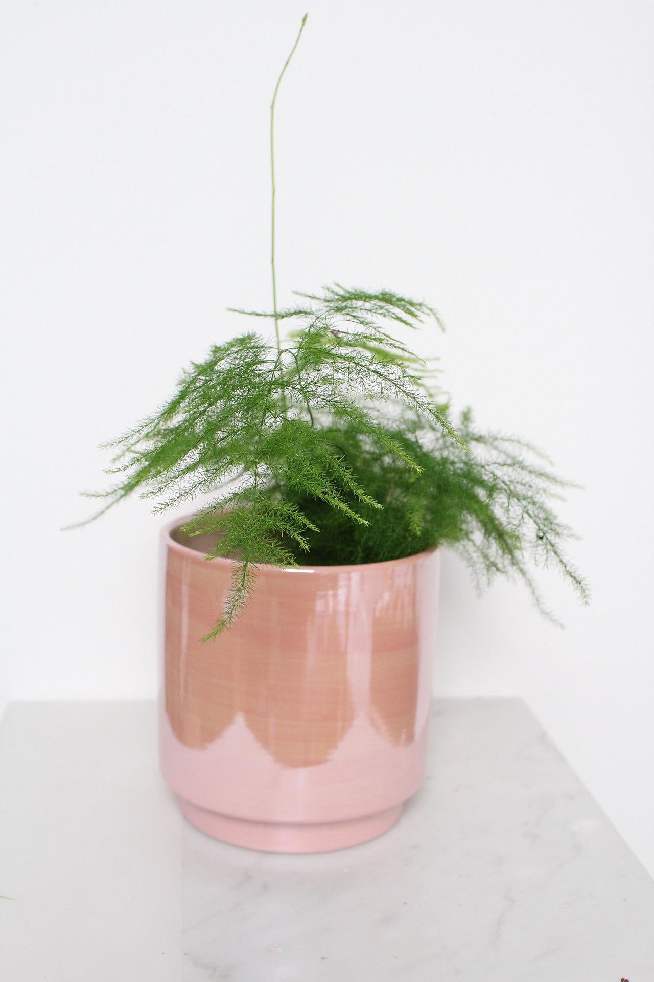 Decorative Pink Container Modern Home Collection Ceramic Planter Indoor Essential Valentine Gift Idea Beautiful Room Accent Large Table Display Contemporary Style Five Inch Design Premium Quality Construction Elegant Shelf Decor Collection