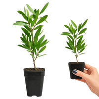 Purple Bottlebrush Starter Plant - Callistemon Citrinus