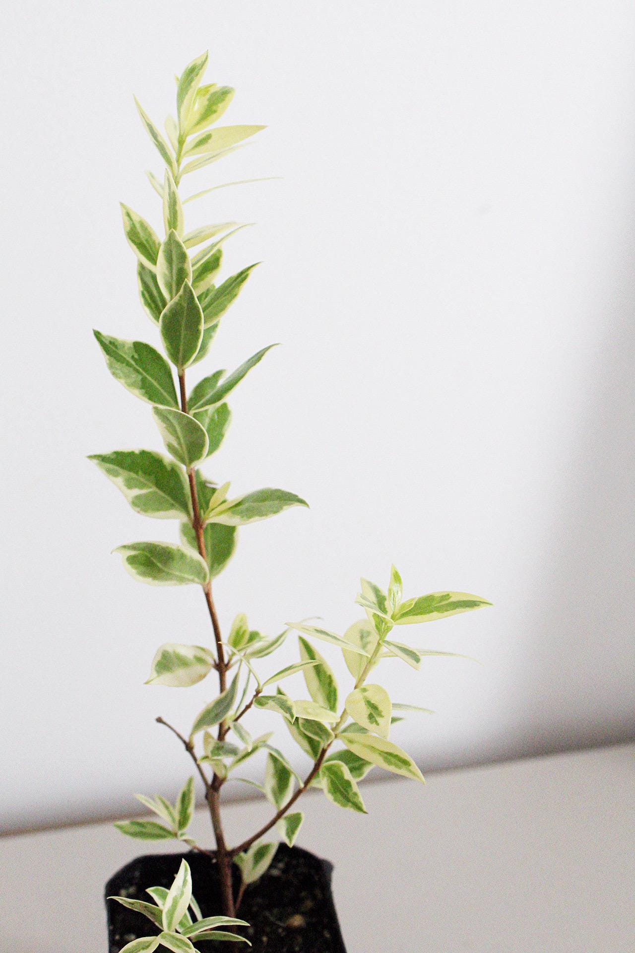 Variegated Myrtle Plant Myrtus Communis Variegata Starter Plant Small Garden Apartment Garden Patio Garden Container Plant Indoor Outdoor Plant Easy Care Plant Decorative Foliage Warm Climate Plant Mediterranean Garden Fragrant Garden Plant