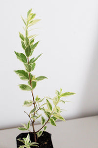 Variegated Myrtle Plant Myrtus Communis Variegata Starter Plant Small Garden Apartment Garden Patio Garden Container Plant Indoor Outdoor Plant Easy Care Plant Decorative Foliage Warm Climate Plant Mediterranean Garden Fragrant Garden Plant