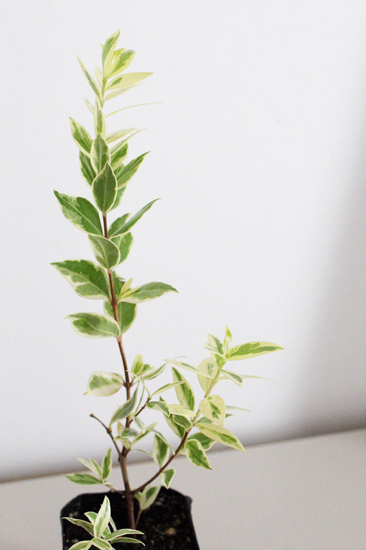 Variegated Myrtle Plant Myrtus Communis Variegata Starter Plant Small Garden Apartment Garden Patio Garden Container Plant Indoor Outdoor Plant Easy Care Plant Decorative Foliage Warm Climate Plant Mediterranean Garden Fragrant Garden Plant