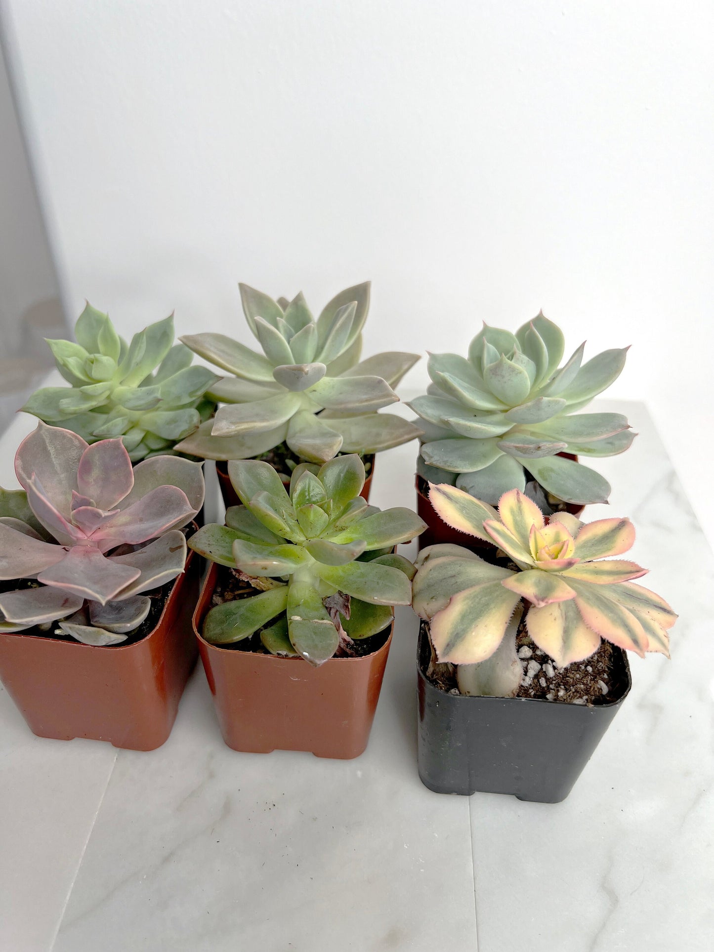 6 Pack Assorted Succulent Variety Pack Assorted 2 inch Potted Succulents Shower Party Favors Wedding Succulent Arrangement House Plant Start