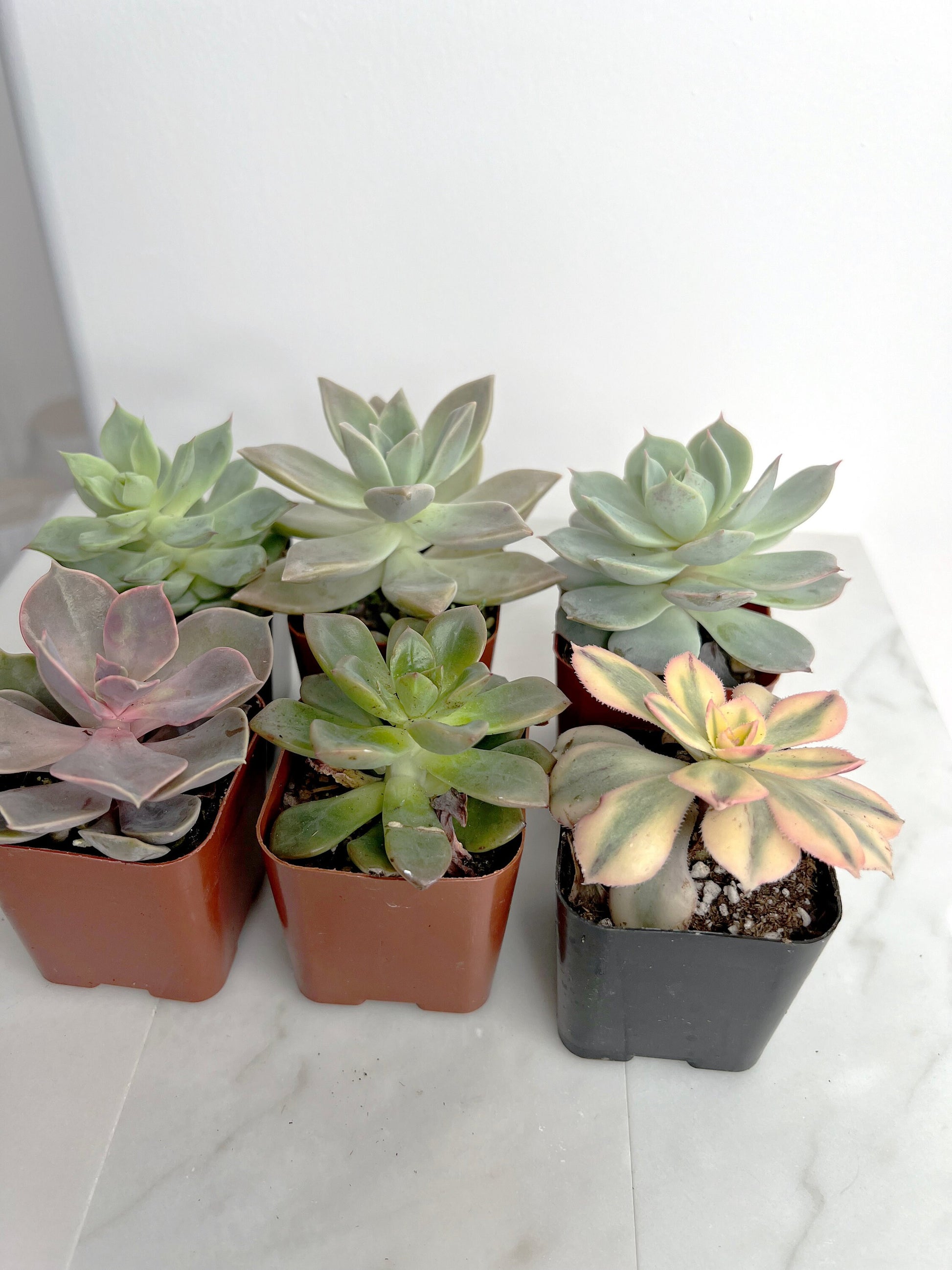 6 Pack Assorted Succulent Variety Pack Assorted 2 inch Potted Succulents Shower Party Favors Wedding Succulent Arrangement House Plant Start