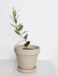 Baby Olive Tree Gift Small Space Garden Accent Little Ollie Dwarf Plant Perfect Wedding Favor Italian Home Decor Stone Fruit Bearing Starter Plant Mediterranean Style Present Plant Lover Gift Beautiful Living Party Favor Green Home Addition