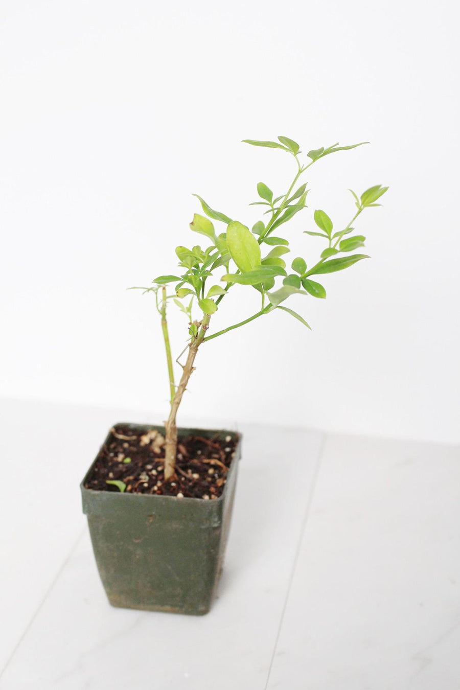 Yellow Primrose Jasmine – Jasminum Mesnyi Starter Plant Outdoor Shrub