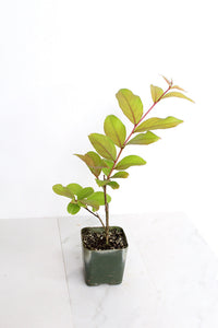 Purple Bonsai Tree Muskogee Crape Myrtle Live Starter Plant Purple Flower Gift for Garden Landscaper Outdoor Floral Plant Lagerstroemia