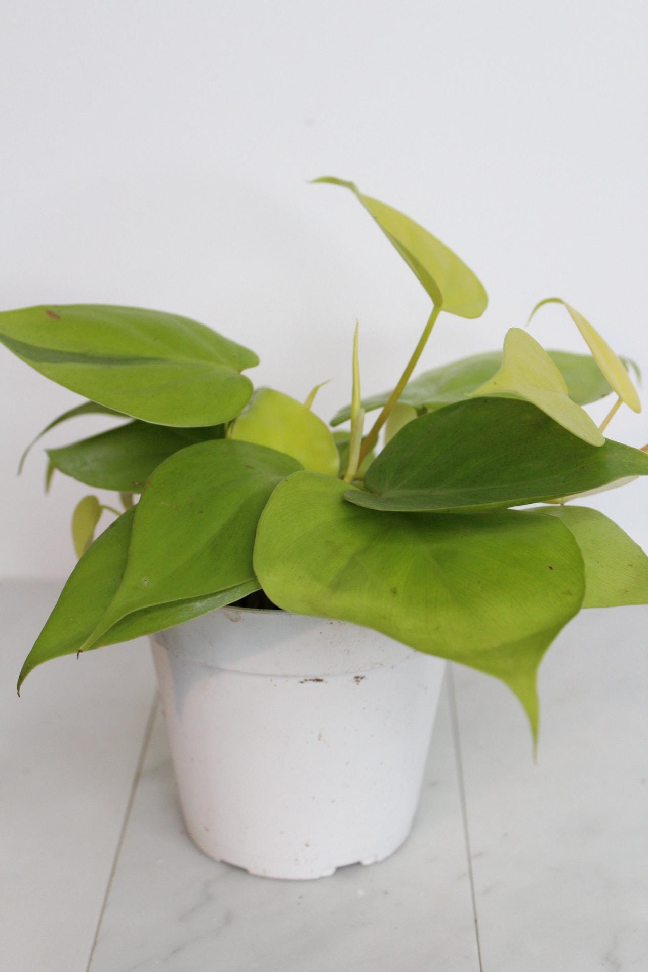 Live Indoor Philodendron Cordatum Neon Yellow Heart Leaf Vine Plant Gift for Office Plant Lover Tropical Foliage Easy Care Plant Gift Friend